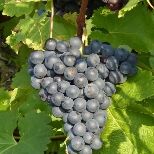 Weintrauben reif zur Ernte