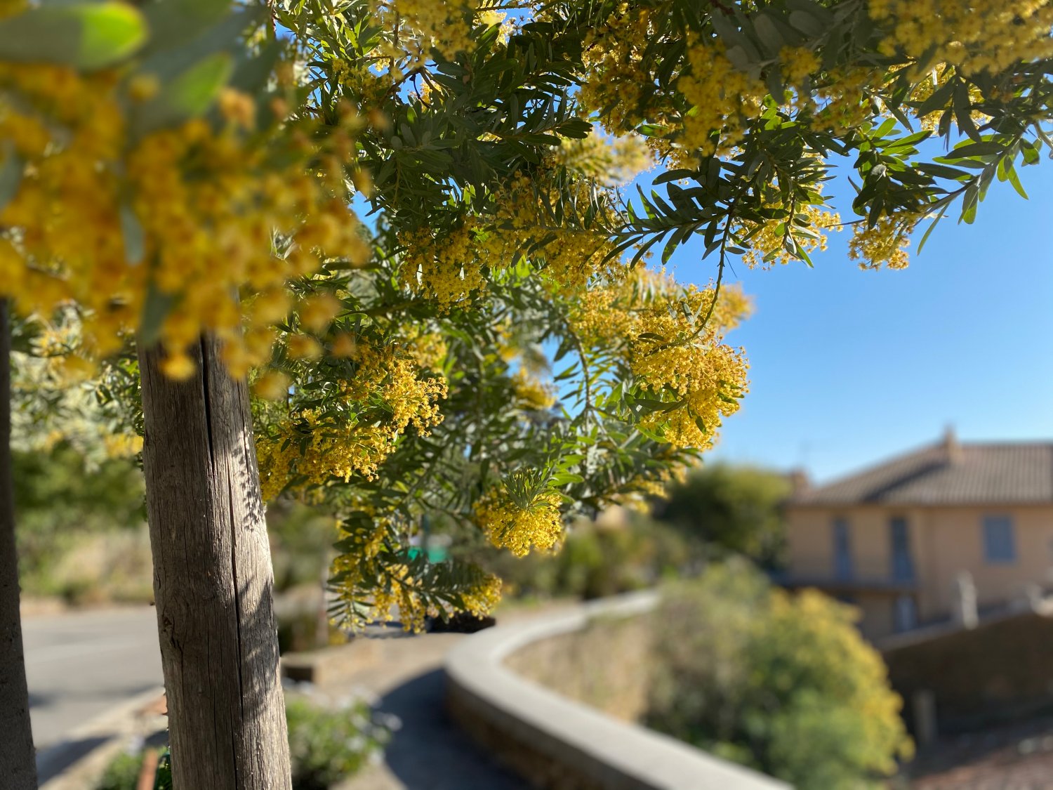 Mimosenbl te In Der Provence mimosenbl-te-in-der-provence